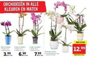 orchideeen in alle kleuren en maten