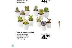 cactus en succulent