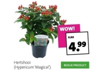 hertshooi hypericum magical