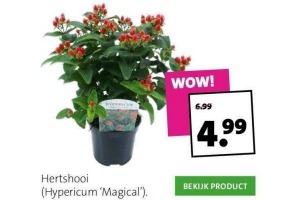 hertshooi hypericum magical