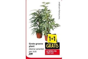 grote groene plant