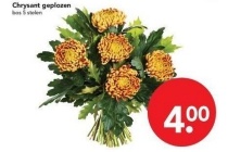 chrysant geplozen