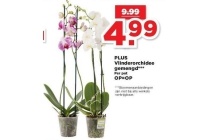 vlingerorchidee