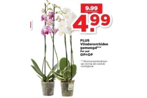 vlingerorchidee