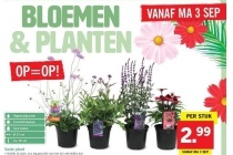 vaste plant