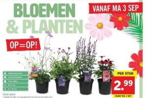 vaste plant