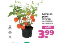 lampionplant