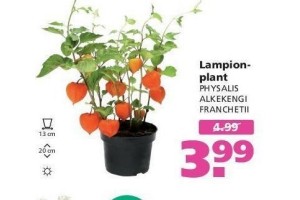 lampionplant