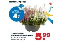 zomerheide calluna ladies quatro