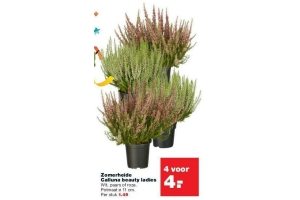 zomerheide calluna beauty ladies