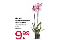 spar vlinderorchidee in keramiek