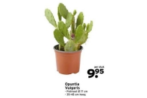 opuntia vulgaris