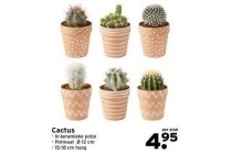 cactus