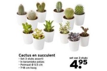 cactus en succulent