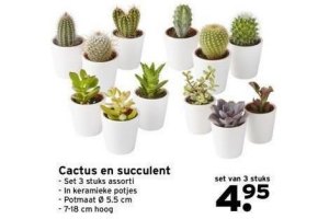 cactus en succulent