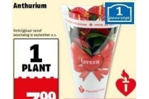 anthurium