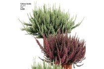 calluna heide