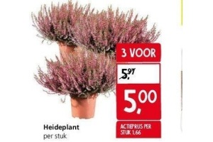 heideplant