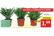 groene plant