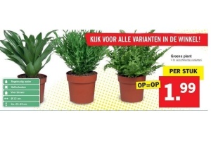 groene plant