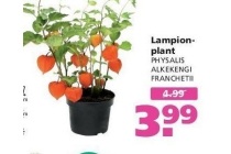 lampion plant