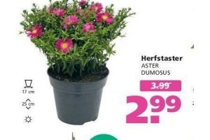 herfstaster