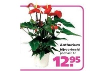 anthurium