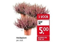 heideplant