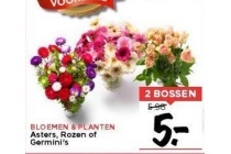 asters rozen of germini s