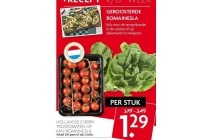 hollandse cherry trostomaten of mini romaine sla