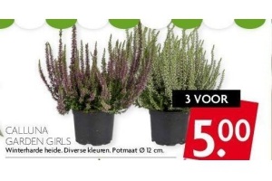 calluna garden girls