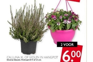 calluna xl of violen in hangpot