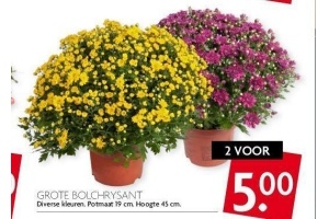 grote bolchrysant