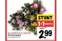 bloemen en planten