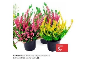 calluna