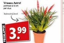 vriesea astrid nu eur3 99 per stuk