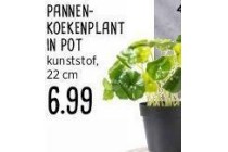 pannen koekenplant in pot