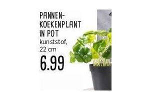 pannen koekenplant in pot