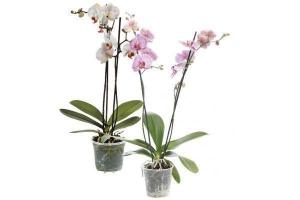 orchidee