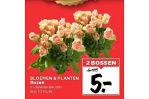 bloemen en planten rozen