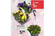 viooltjes in hangpot