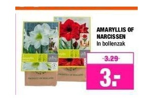 amaryllis of narcissen