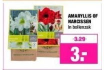 amaryllis of narcissen