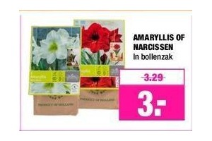 amaryllis of narcissen