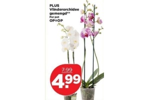 plus vlinderorchidee gemengd