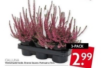 calluna