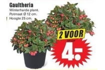 gaultheria