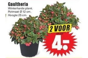 gaultheria