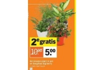 ah groene planten