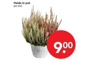 heide in pot